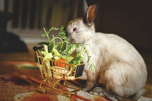 Comment bien nourrir votre lapin à la maison?